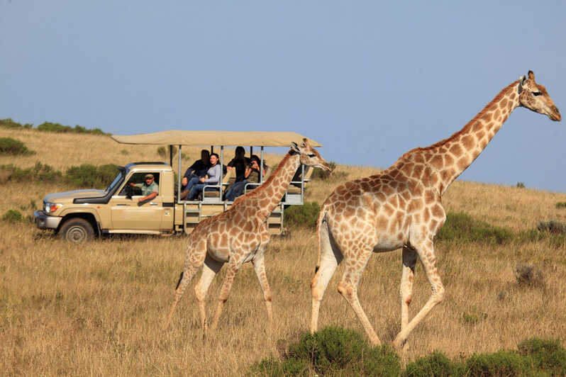 Safari